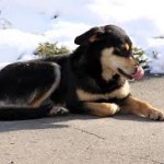 ダウ銘柄を配当利回り順にソートしてみた~これがダウの犬~