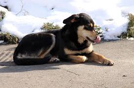 ダウ銘柄を配当利回り順にソートしてみた~これがダウの犬~
