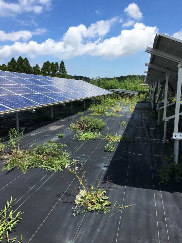 【太陽光投資】1年間草刈りしないと雑草はどうなるかをブログで公開 アメリカ株でアーリーリタイアを目指す